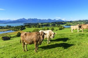 Kuhherde vor dem Panorama der Allgäuer Alpen - Emmentaler-Radweg
