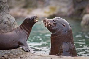 Seehunde Wasser Land