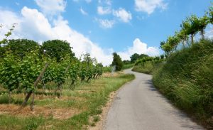 Weinberge bei Heppenheim