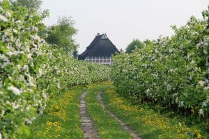 Apfelbaumreihen im Alten Land