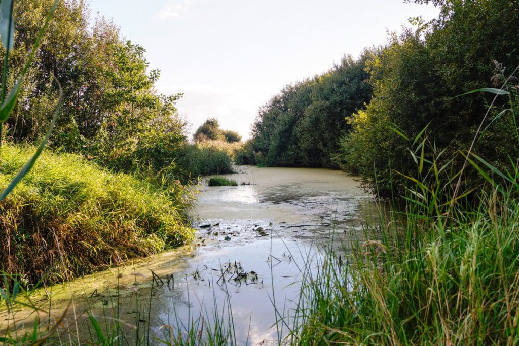 Landschaft im Südbrookmerland