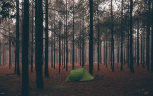 Wildcampen
