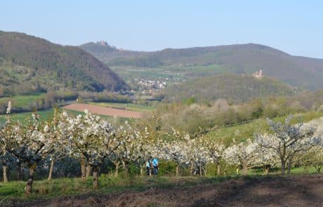 Wanderpärchen in Obstbauversuchsanlage Wanderpärchen in Obstbauversuchsanlage vor Zweiburgenblick