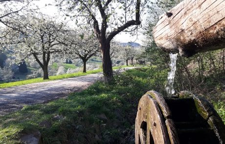 Wasserrad zur Kirschblüte Wasserrad zur Kirschblüte
