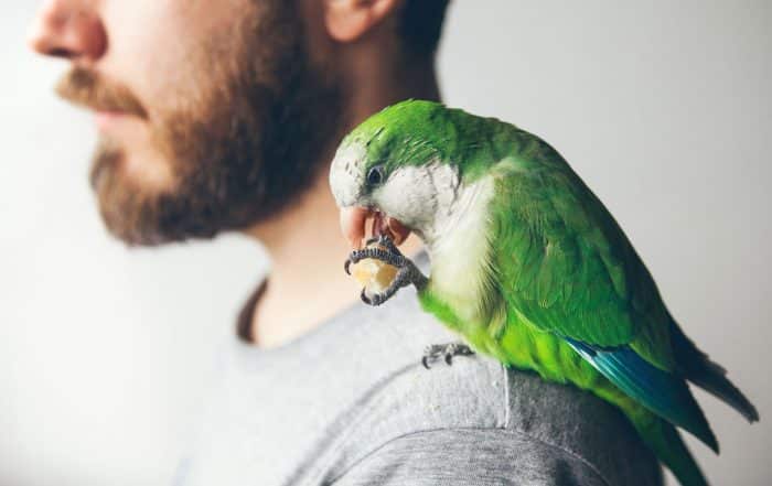 Mann mit Papagei - Papageiencafé Bochum
