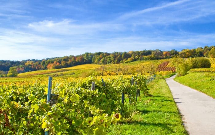 Herbstzeit in der Pfalz