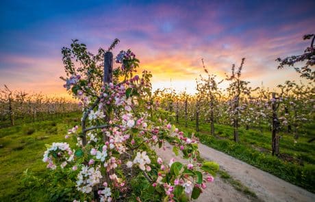 Obstblüte im Alten Land Obstblüte im Alten Land - Obstroute Altes Land