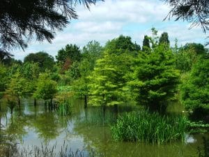 Sumpfzypressen im Arboretum Ellerhoop - Ochsenweg