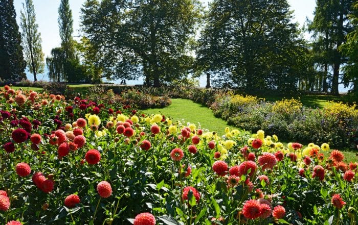 Dahlienschau auf der Insel Mainau