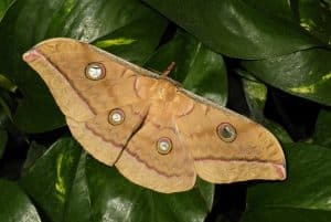 Schmetterling im Schmetterlingshaus auf der Insel Mainau