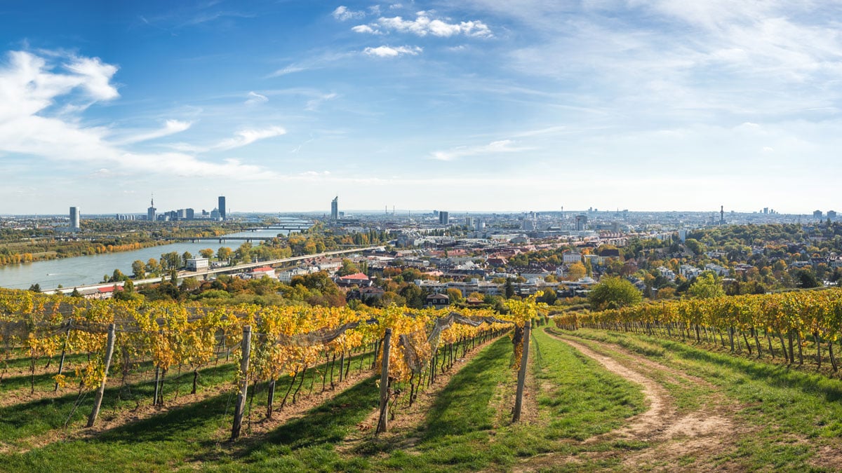 Weinberge Wien