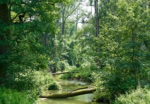 Donauauen - DonAUwald-Wanderweg