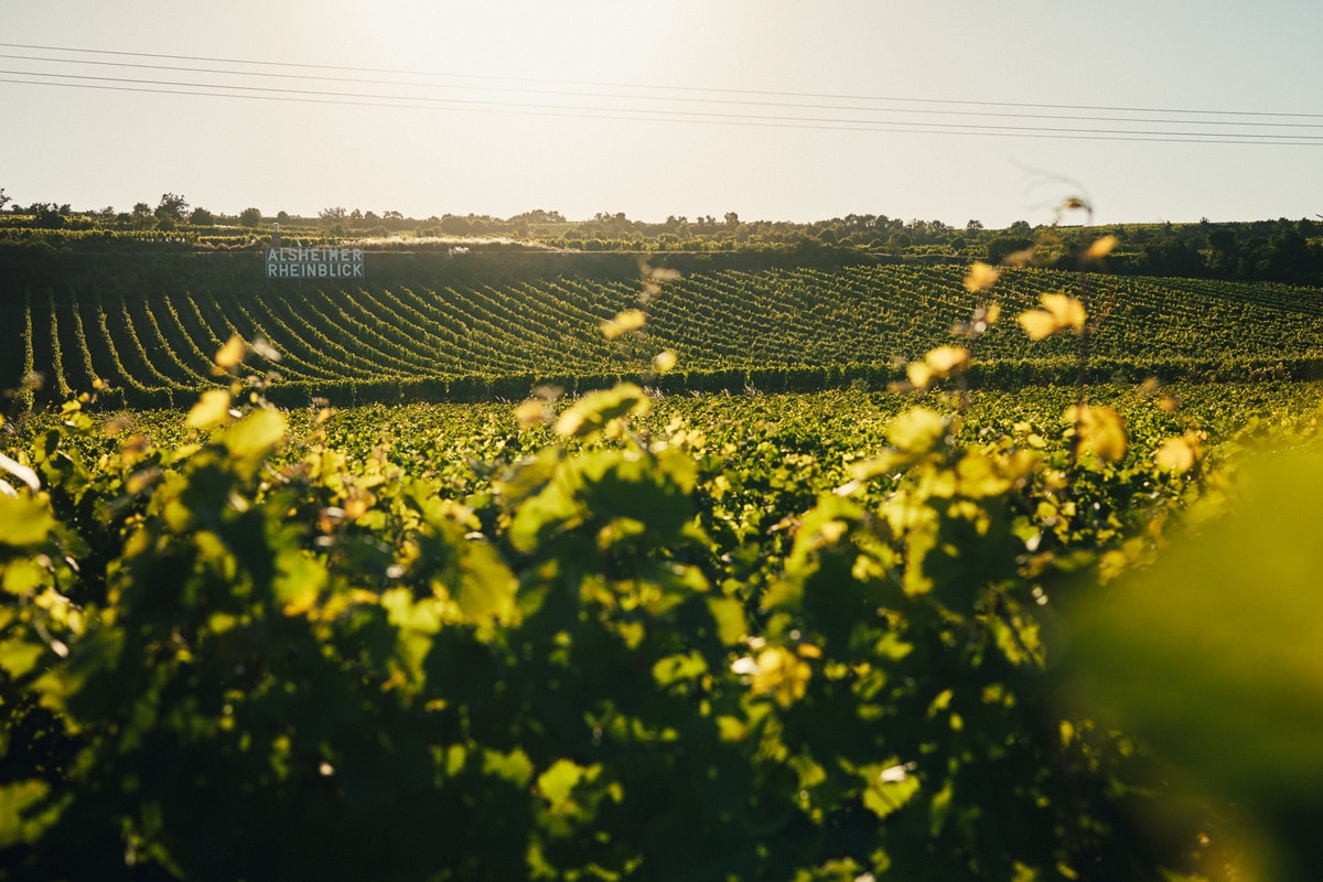 Juliane Eller, Weingut