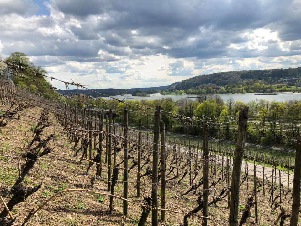 Felix Pieper, Weinberge