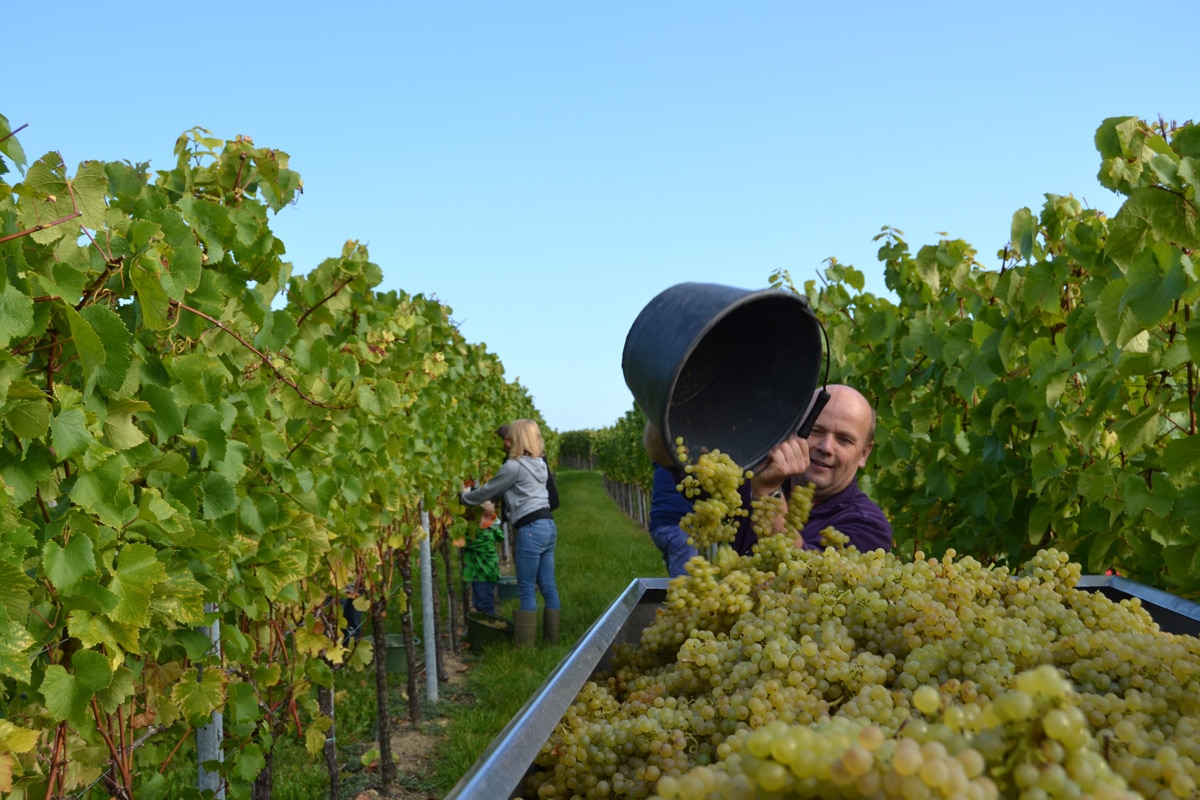 Vera Keller, Weingut