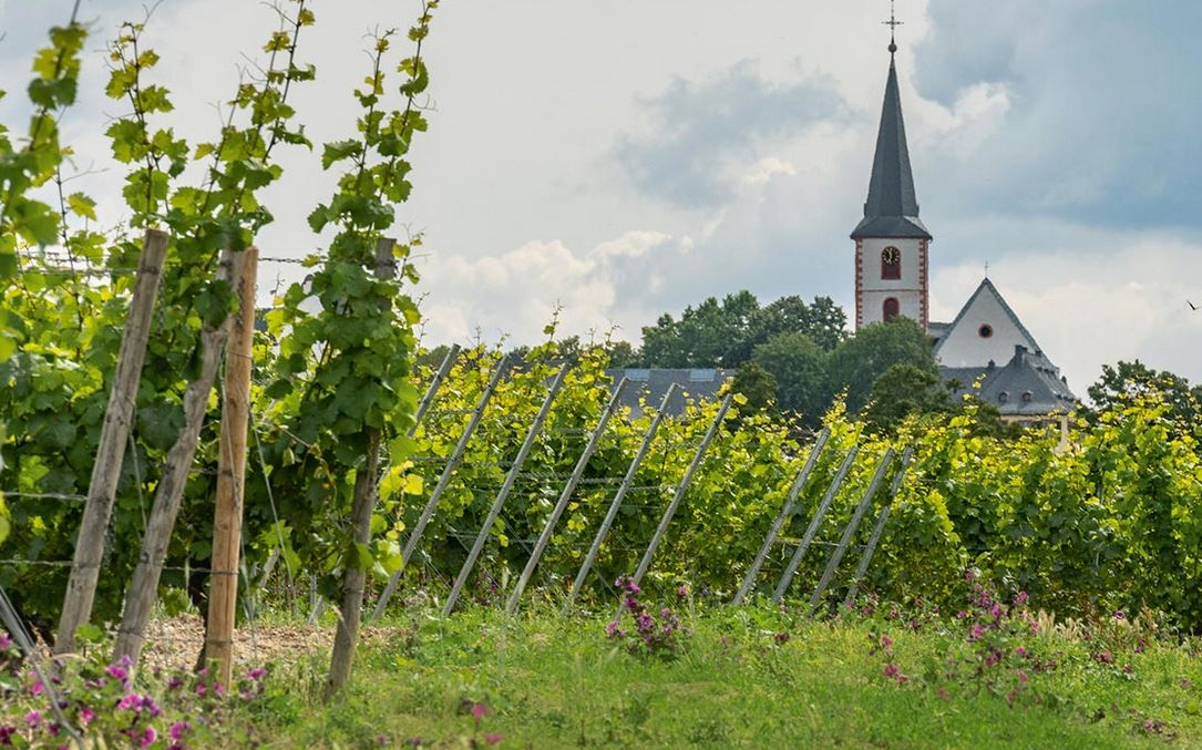 weinreben_rebstock_patenschaft Weinreben in Hochheim am Main