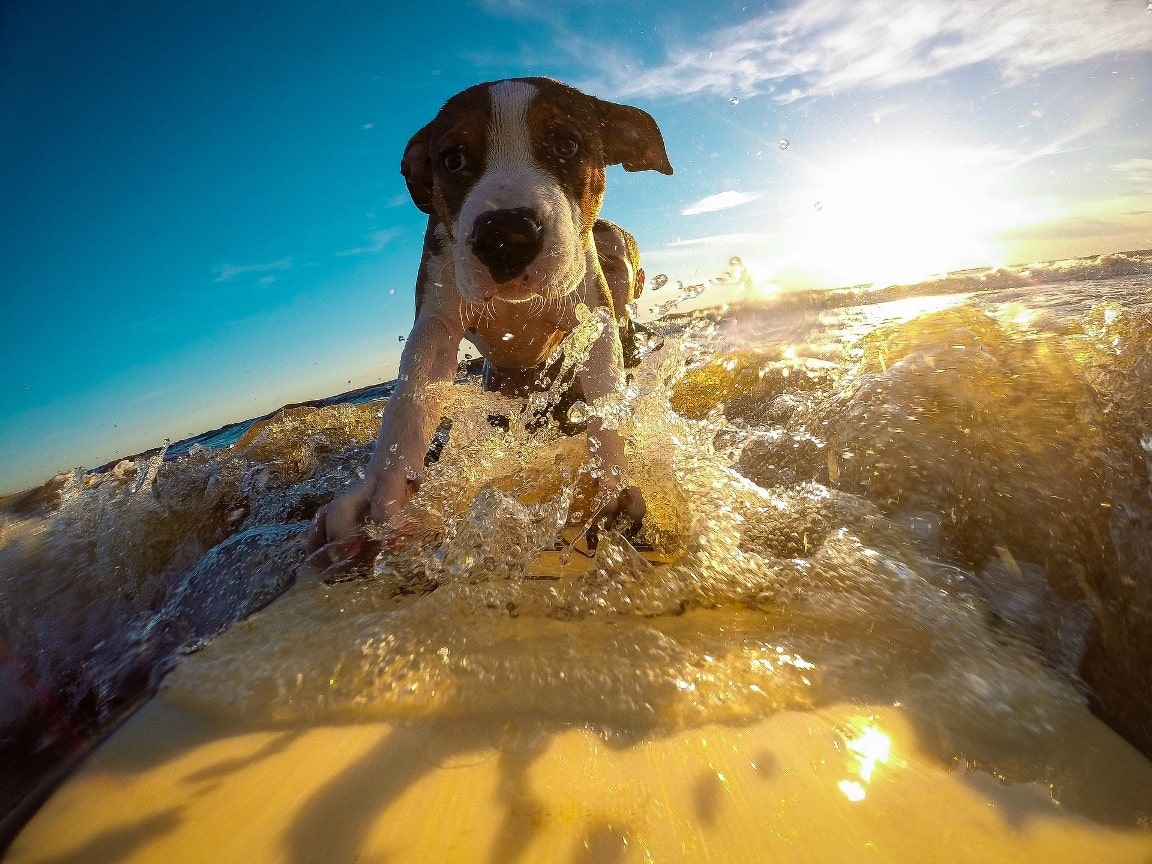 Hund auf Surfboard