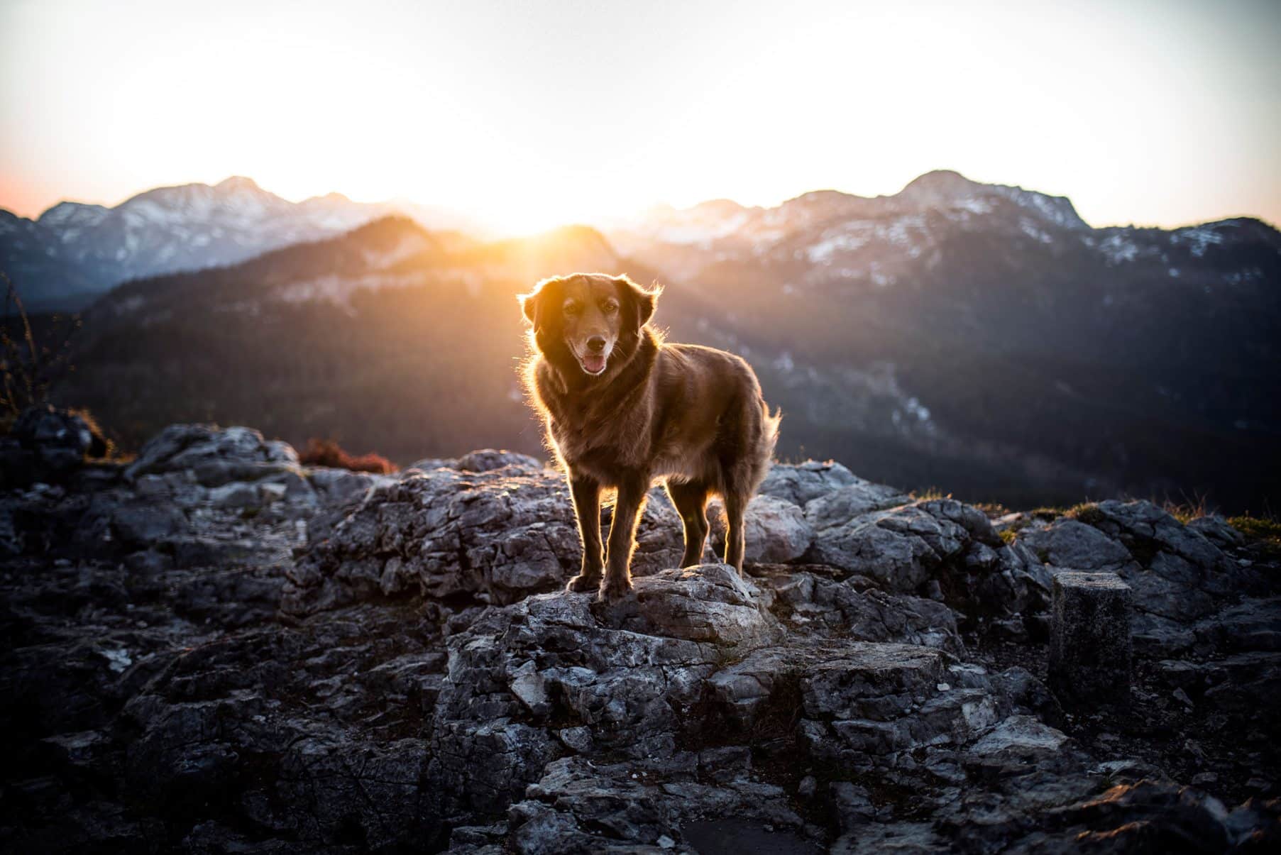 Hund auf Felsen