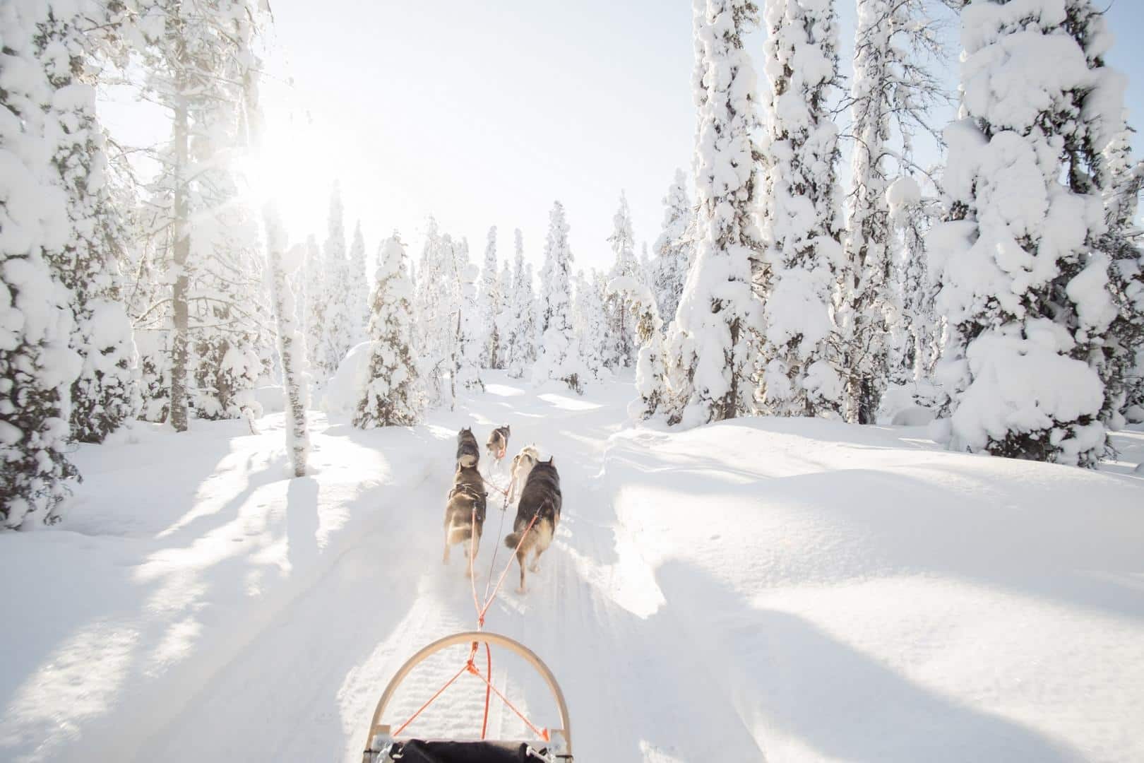 Hundeschlitten in Lappland Hundeschlitten durch tiefverschneite sonnige Waldlandschaft