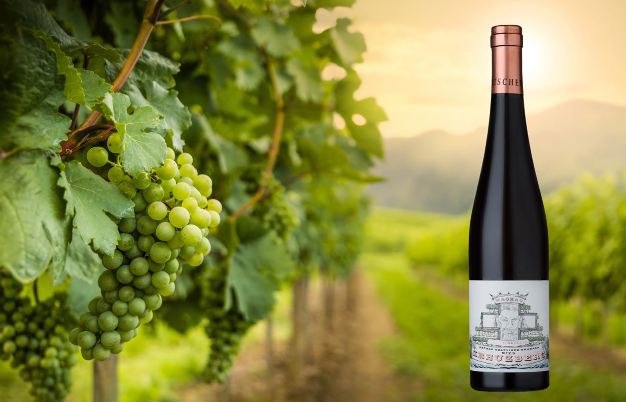 Weinberg in der Wachau