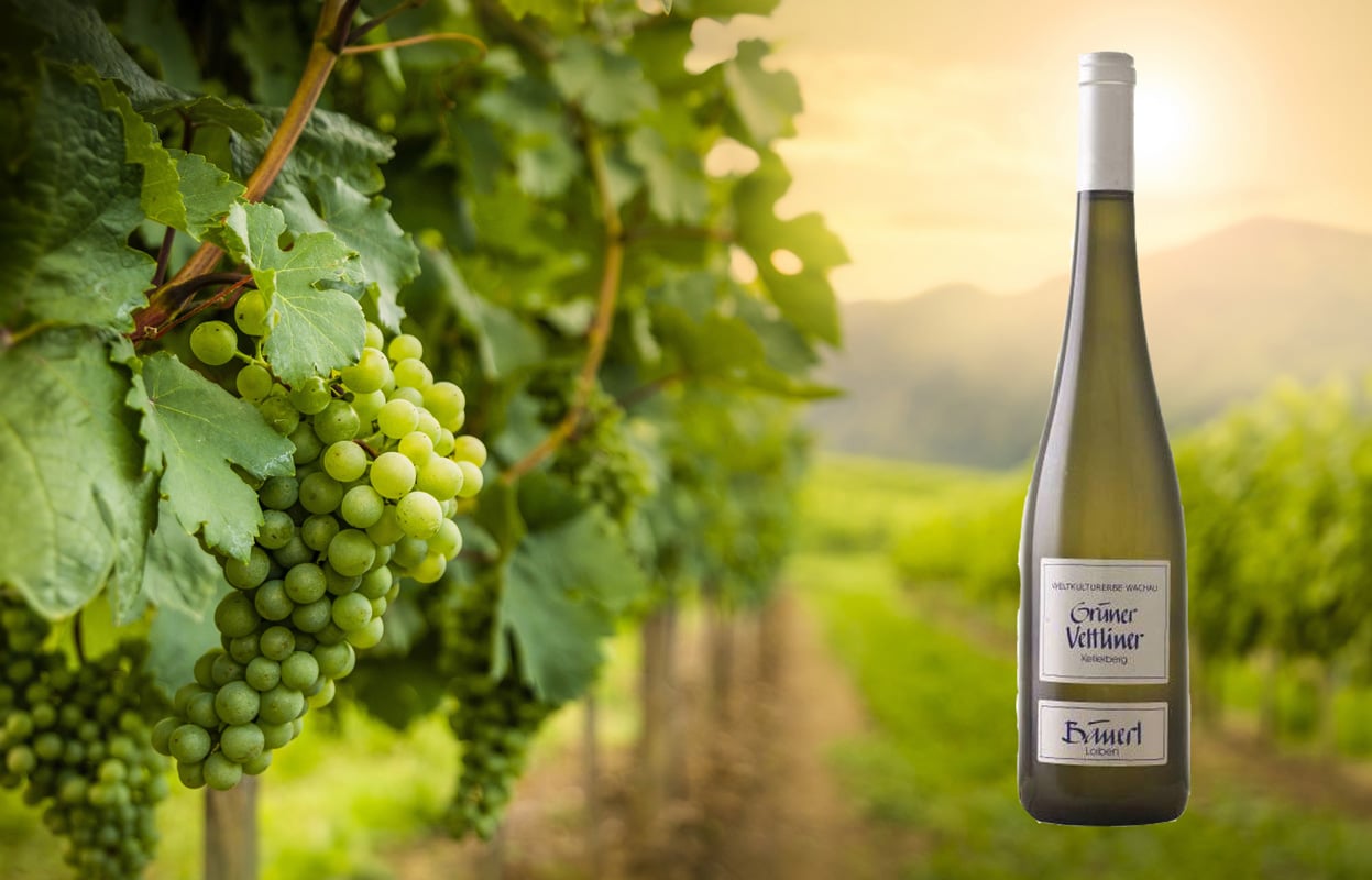 Weinberg in der Wachau