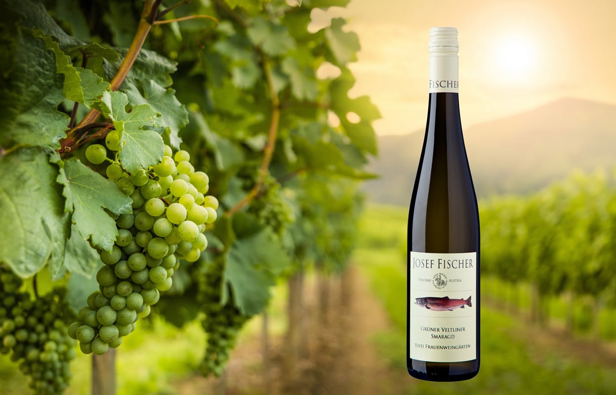 Weinberg in der Wachau