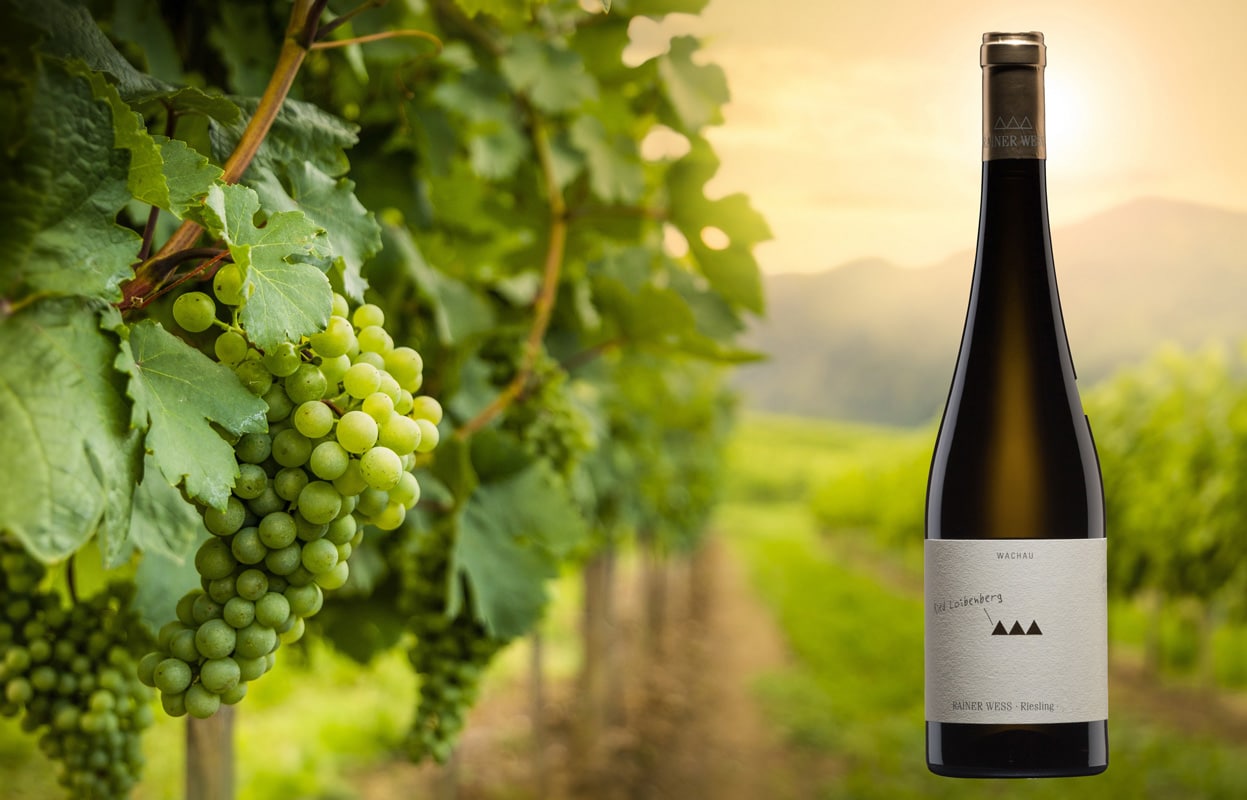 Weinberg in der Wachau