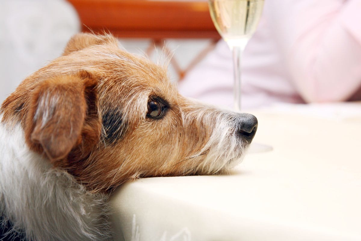 Hunde_Silvester