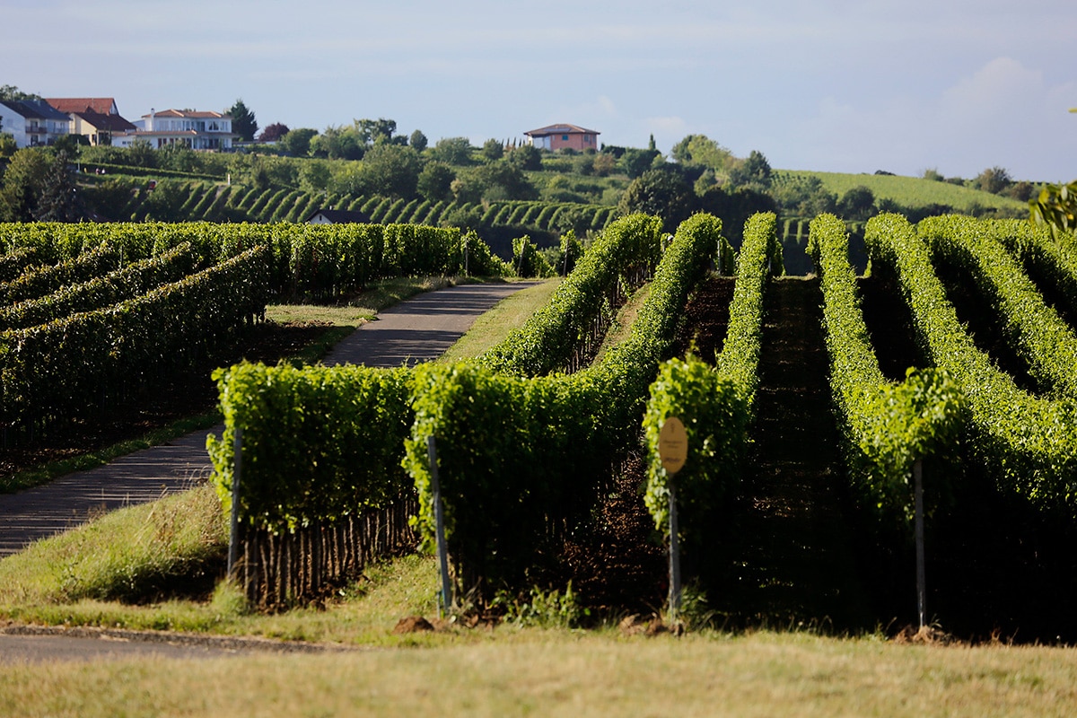 Weingut Krebs | Freinsheim
