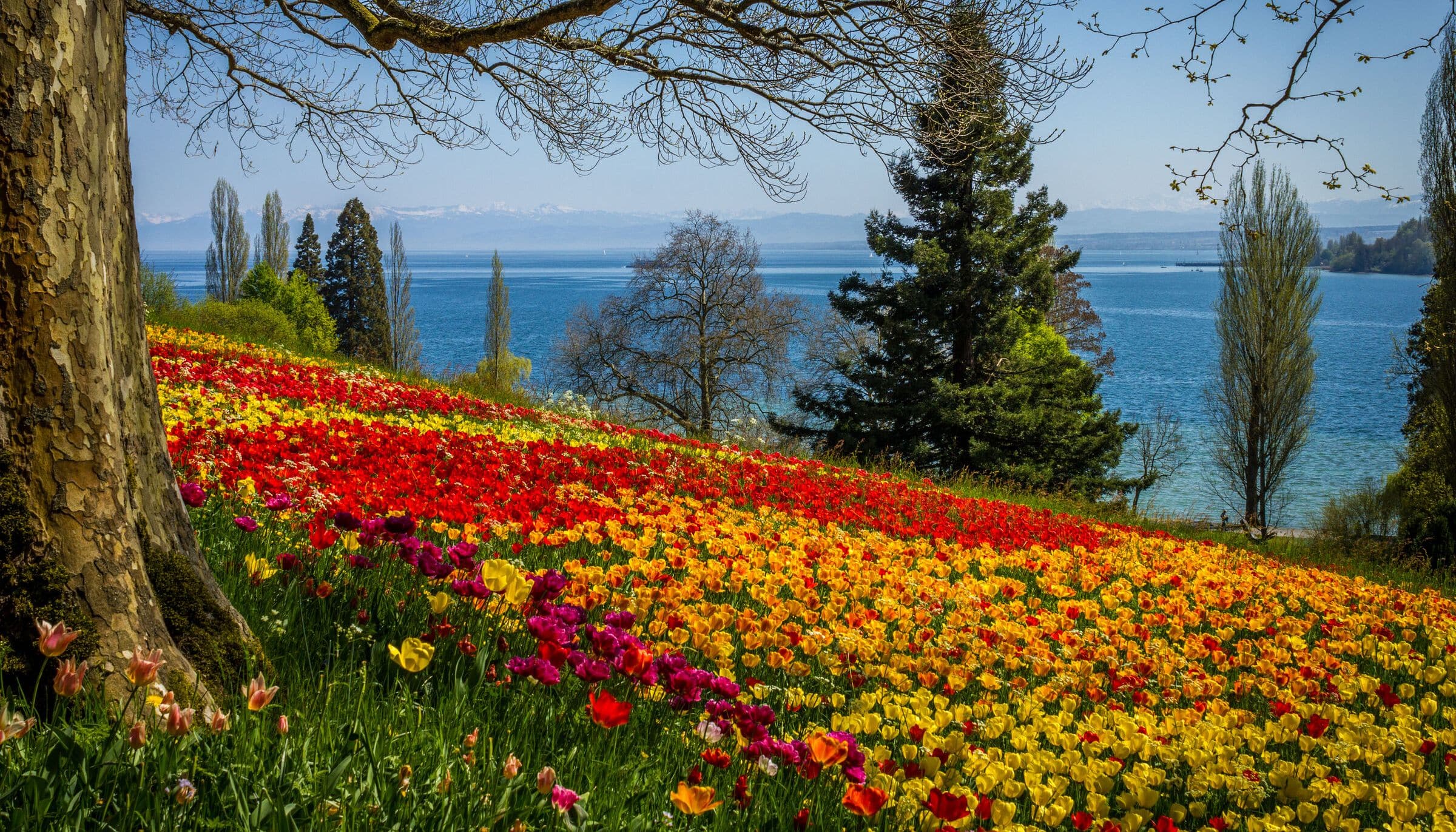 Tulpenblüte Insel Mainau