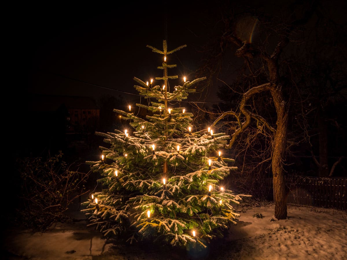 Weihnachtsbaum-Wald