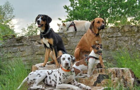 Hunde