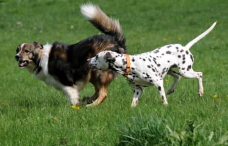 Hunde im Landhaus Blumengarten