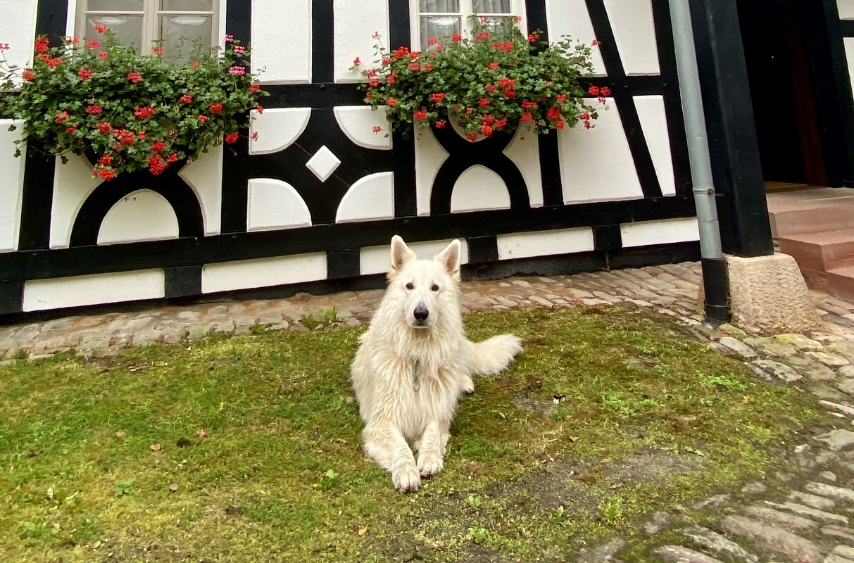 Urlaub mit Hund