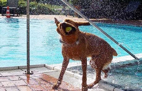 Pool Hund am Pool im Seehotel Moldan
