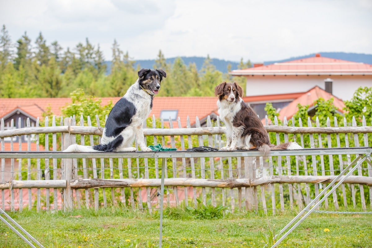Hunde im Landhotel Haus Waldeck