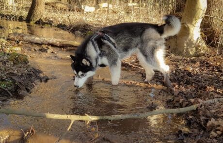 Hund am Wasser