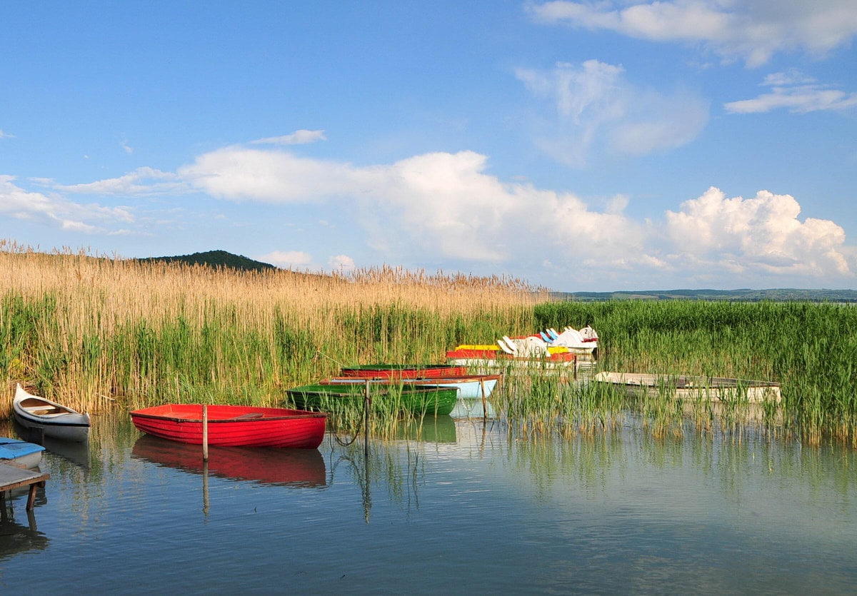 bunte Boote am Schilfufer Boote am Schilf im Plattensee im Sommer