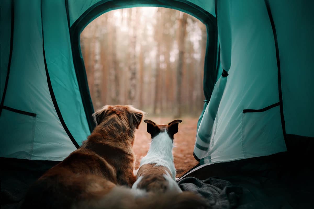 Camping-Hund Camping-Hund
