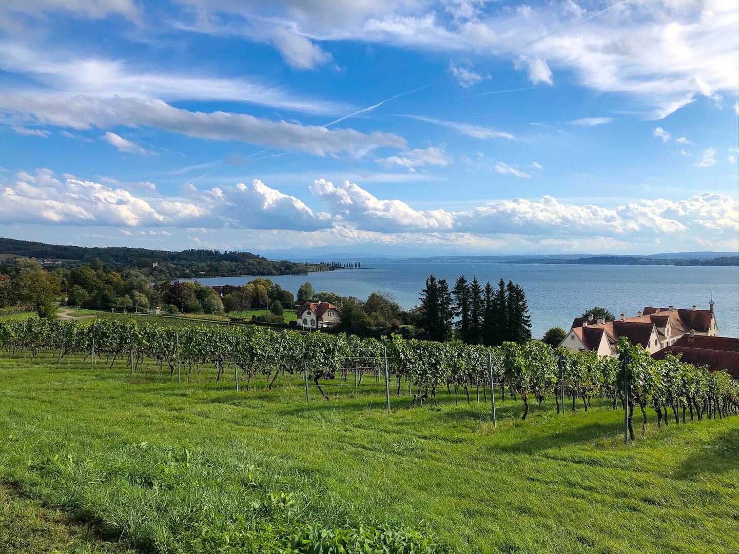 Bodensee Weinreben Blick auf Weinreben am Bodensee