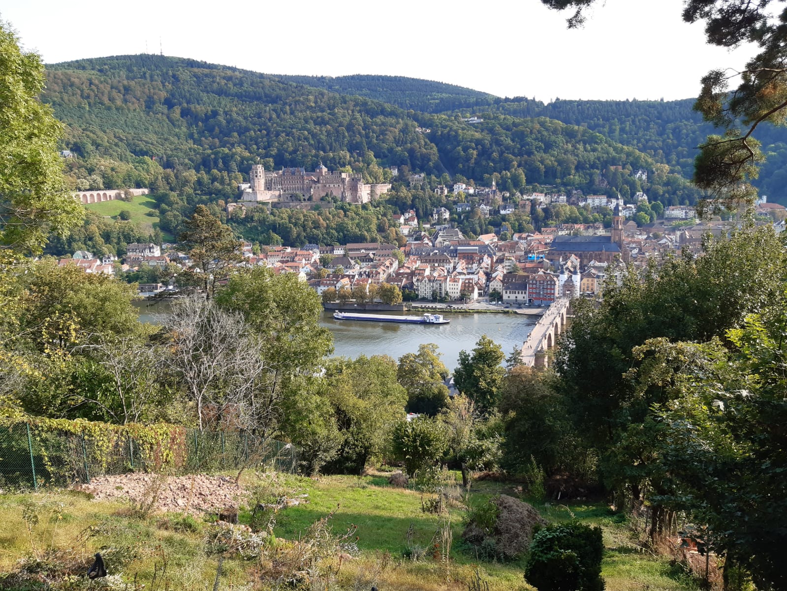 Blick auf Heidelberg im Sommer