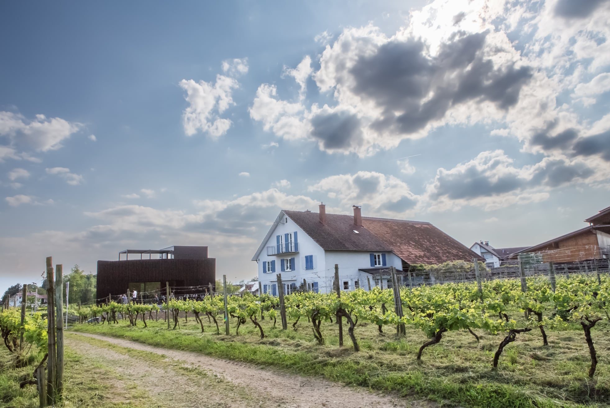 Weingut Kurek Außenansicht mit Weinreben