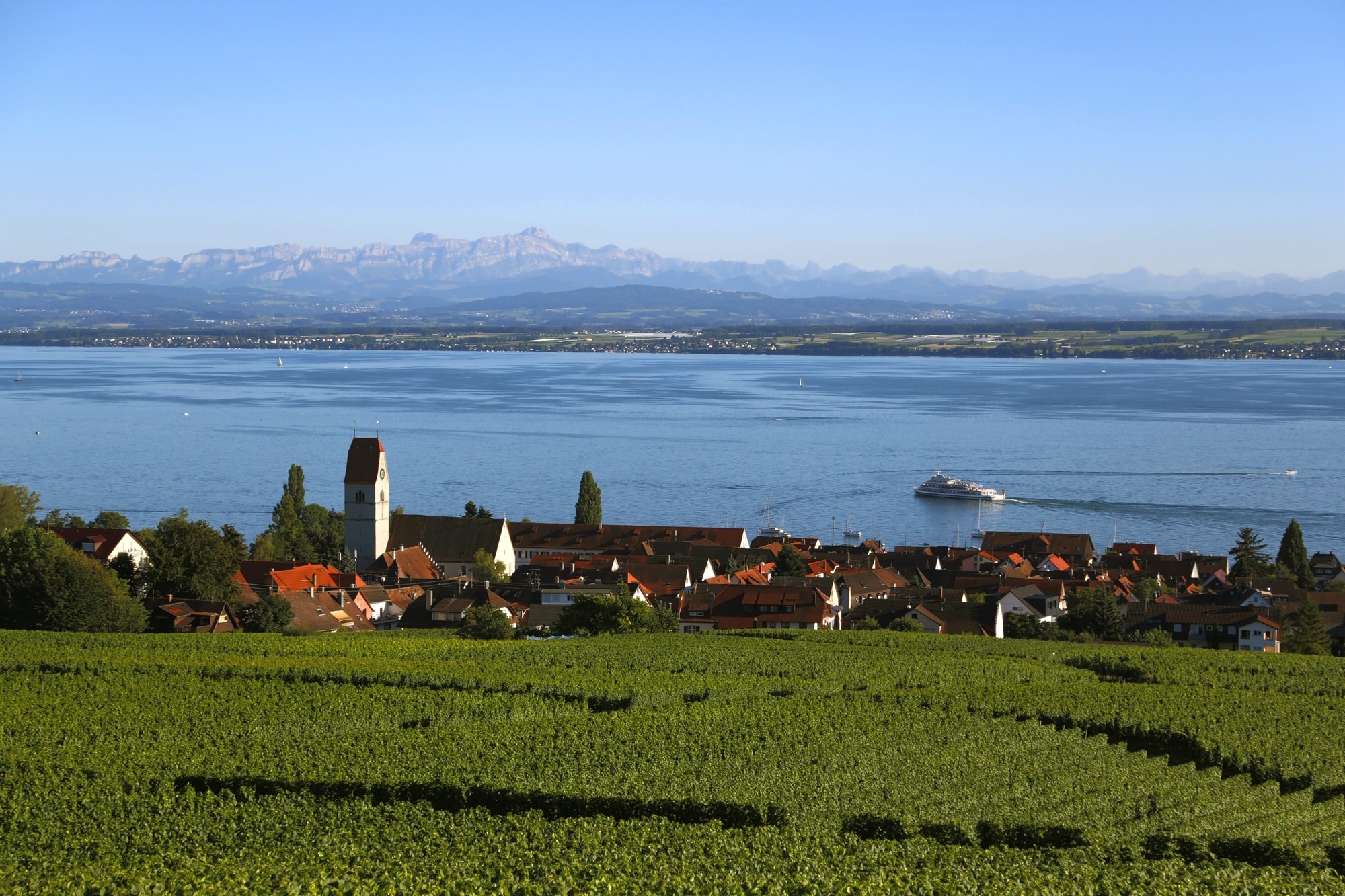 Blick über grüne Weinreben auf Hagnau un den Bodensee,mit Fährschiff im Hintergrund sieht man die Alpen