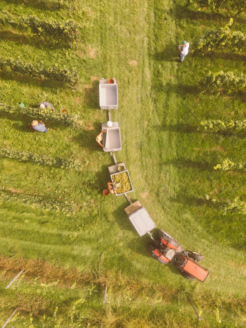 Weinlese von oben Drohnenfoto von Weinlese Traktor mit mehreren Anhängern