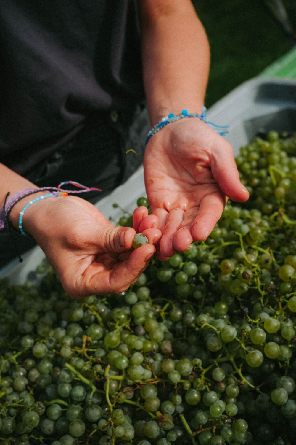 Teresa Deufel bei der Weinlese Detailaufnahme Detailaufnahmen von Händen, die grüne Weintrauben in einem Erntewagen prüfen