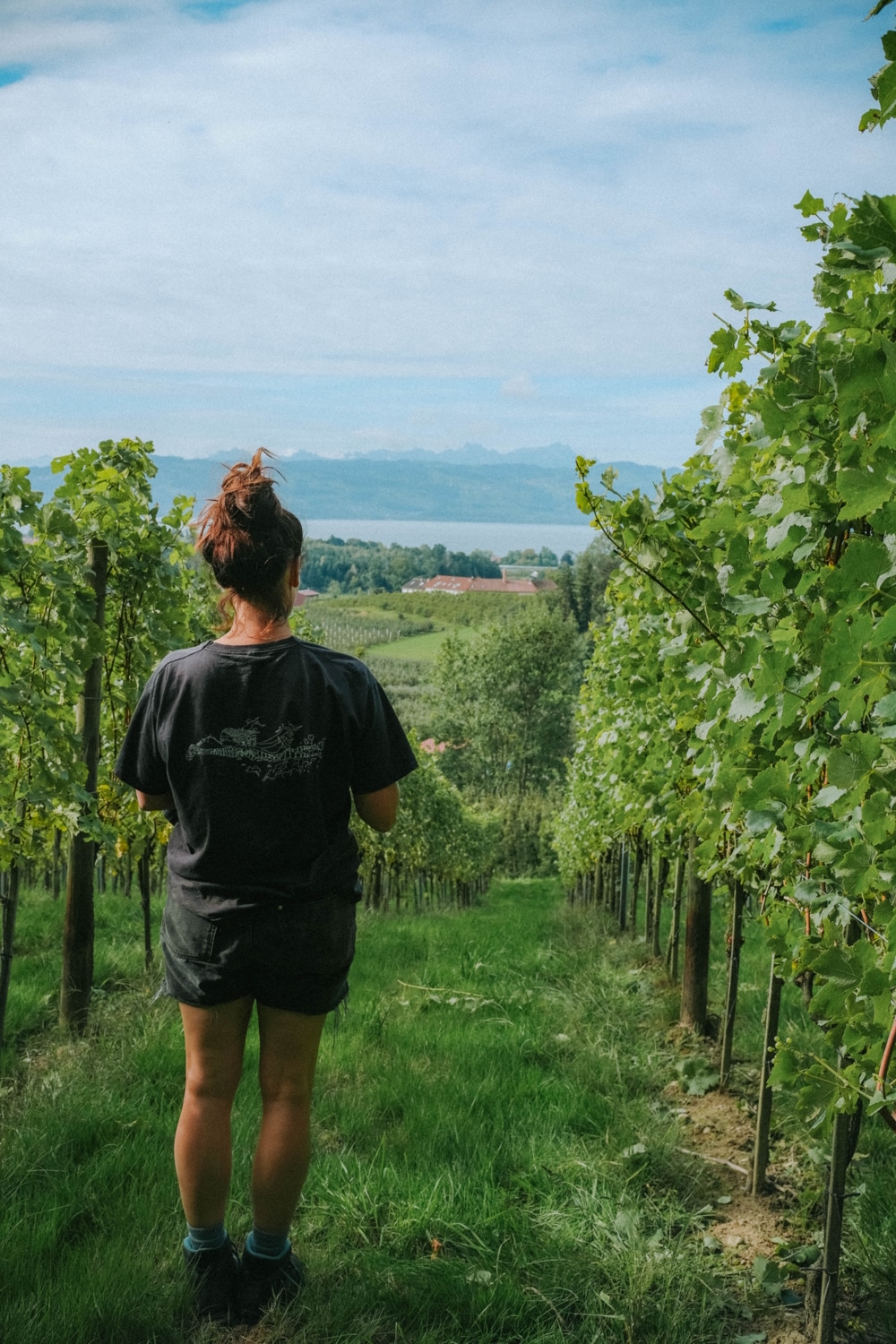 Teresa Deufel im Weinberg Teresa Deufel steht im Weinberg und blick auf den See - Bild ist von hinten fotografiert
