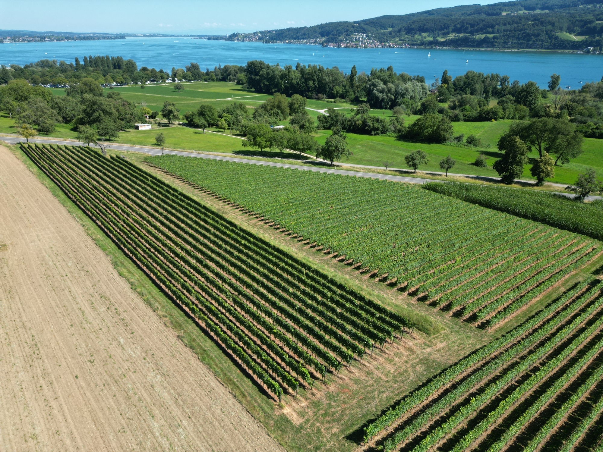Sommerlicher Blick über die Weinreben in Gaienhofen auf den blauen See