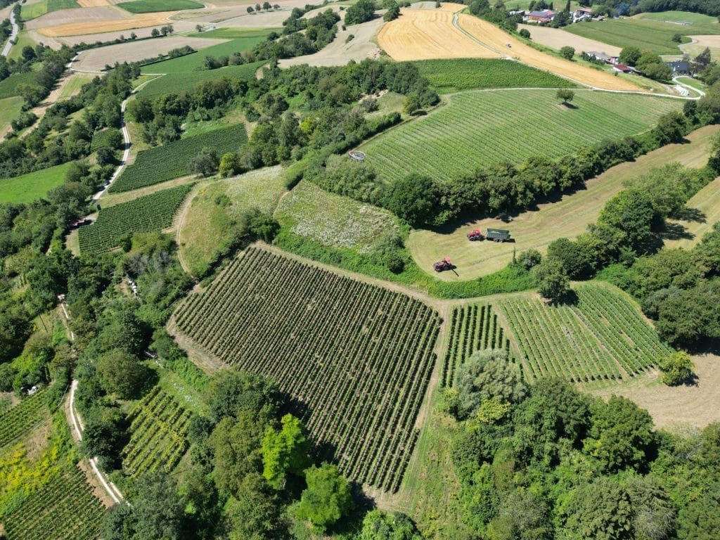 Drohnenaufnahme auf den Galgenberg im Sommer mit Weinreben und Heuernte