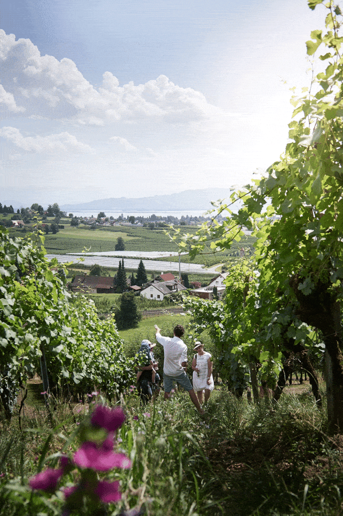 Weingut Haug – KommundSee_748 Weinbergführung im Frühsommer, klein im Bild 3 Personen in Sommerkleidung