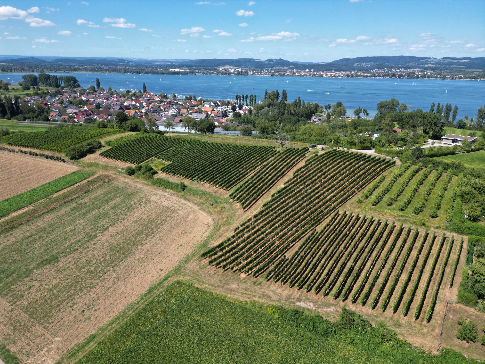 Sommerlicher Blick über Weinreben in Weiler auf den Ort und den blauen See
